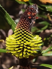 Banksia attenuata