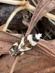 Macrobathra desmotoma