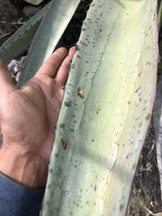 Agave vivipara