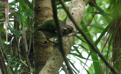 Ailuroedus maculosus