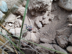 Latrodectus mirabilis