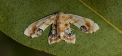Holocryptis phasianura
