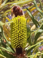 Banksia attenuata