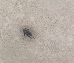 Aegomorphus jaspideus
