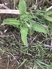 Salvia spathacea