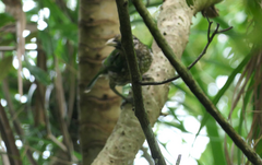 Ailuroedus maculosus