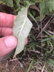 Salvia spathacea
