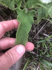 Salvia spathacea