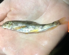 Hypentelium roanokense