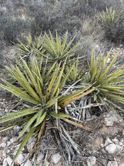 Agave lechuguilla