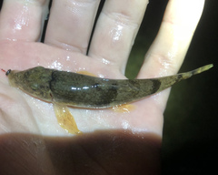 Hypentelium roanokense