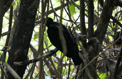 Ptiloris victoriae