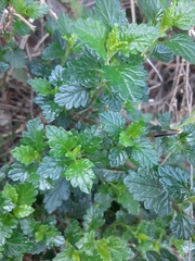 Teucrium flavum glaucum