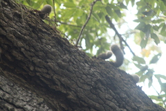 Mammillaria albilanata