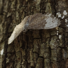 Hamadryas glauconome