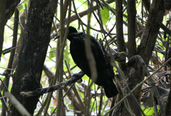 Ptiloris victoriae