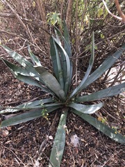 Agave vivipara