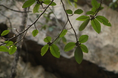 Ficus cotinifolia