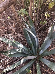 Agave vivipara