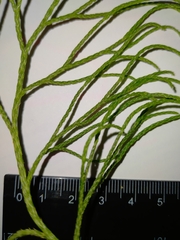 Lycopodium deuterodensum