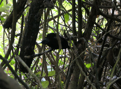 Ptiloris victoriae