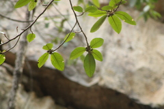 Ficus cotinifolia