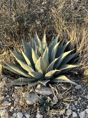 Agave parryi
