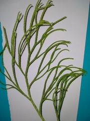 Lycopodium deuterodensum