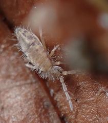 Entomobryoidea