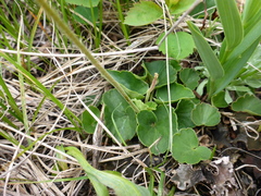 Conimitella williamsii