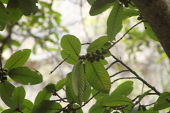 Ficus cotinifolia