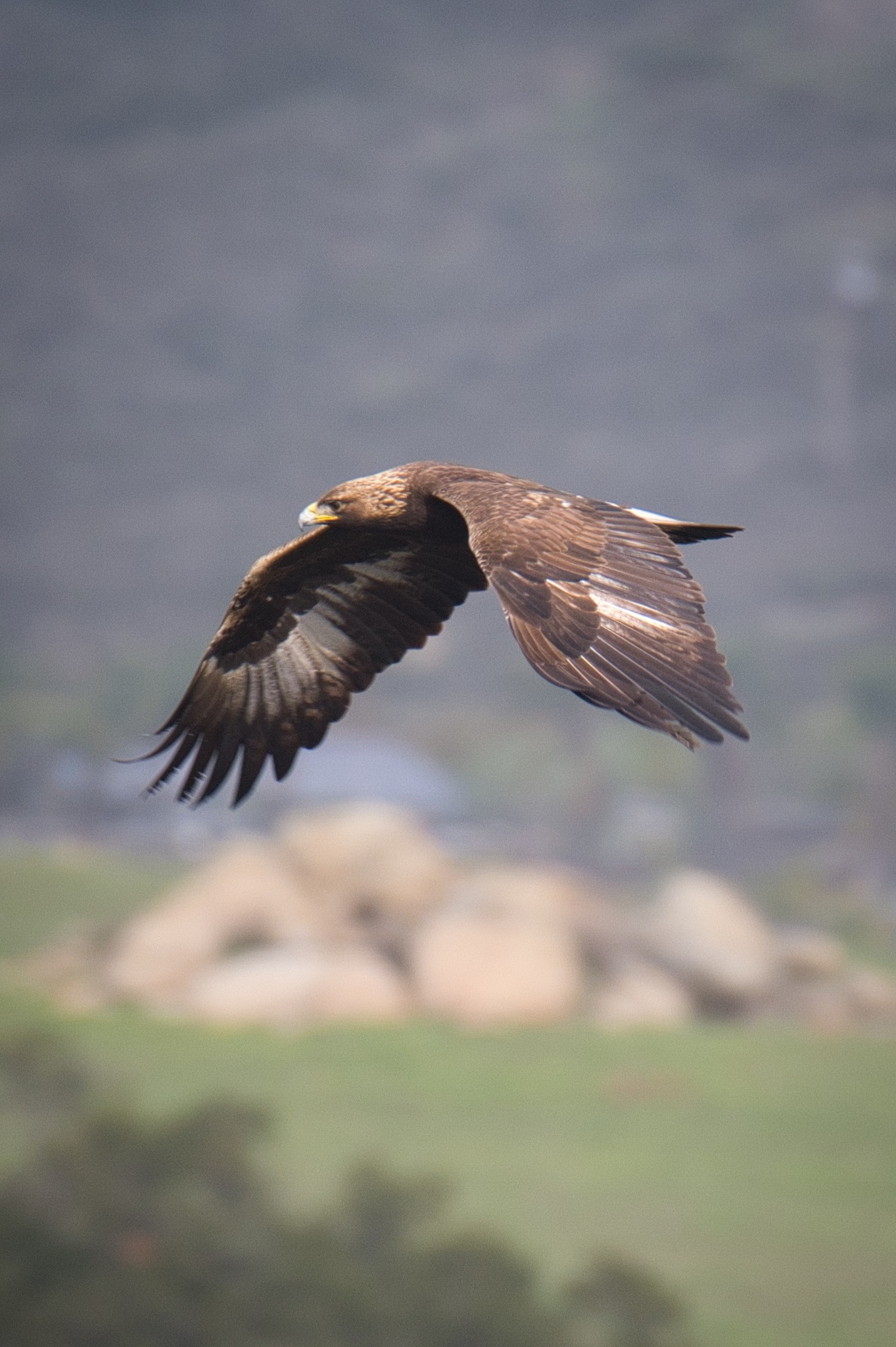 Golden Eagle (Aquila chrysaetos)
