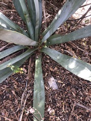Agave vivipara