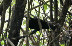 Ptiloris victoriae