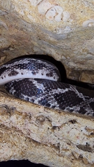 Pseudelaphe phaescens