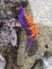 Flabellinopsis iodinea