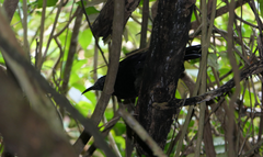Ptiloris victoriae