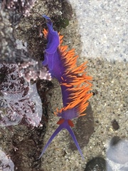 Flabellinopsis iodinea