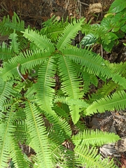 Dicranopteris linearis