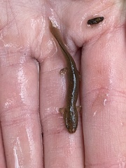 Gyrinophilus porphyriticus