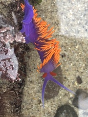 Flabellinopsis iodinea