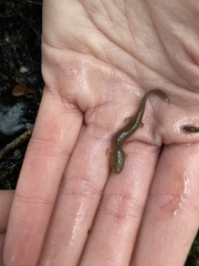 Gyrinophilus porphyriticus