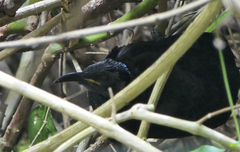 Ptiloris victoriae