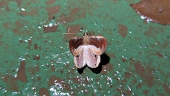 Opisthoxia