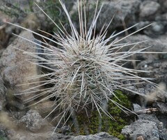 Echinocereus engelmannii fasciculatus