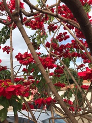 Euphorbia pulcherrima