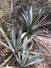 Agave macroacantha