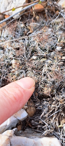 Pelecyphora hesteri