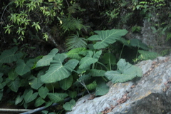 Xanthosoma robustum