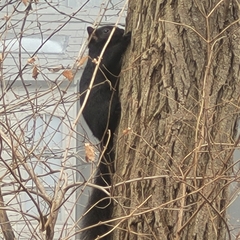 Sciurus carolinensis leucotis